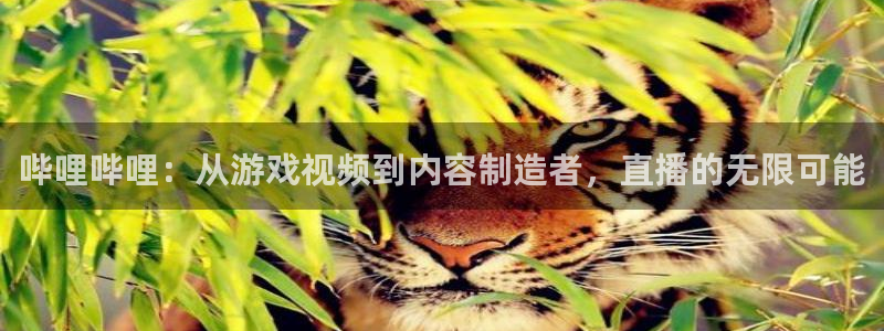 松鼠体育在线直播下载：哔哩哔哩：从游戏视频到内容制造者，直播的无限可能